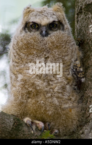 Great Horned owl (Bubo virginianus) Fledgling perched in spruce tree near nest in suburban region Ontario Stock Photo