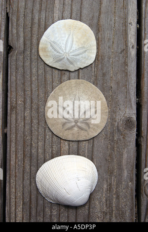 A cockle shell and two sand dollars on wood Stock Photo