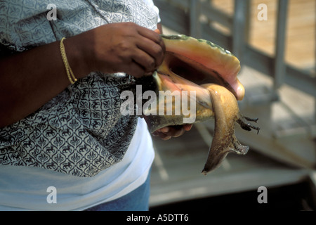 Caribbean Queen Conch (Lobatus gigas), Caicos Conch Farm, Providenciales, Turks and Caicos Stock Photo