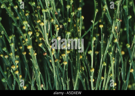 Whisk Fern (Psilotum nudum), sprouts with spore cases Stock Photo - Alamy