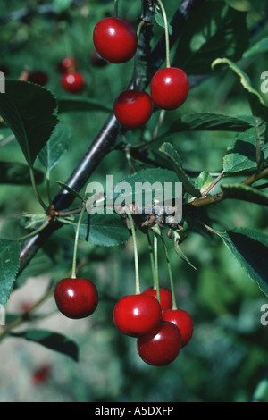 dwarf cherry, morello cherry, sour cherry (Prunus cerasus), twig with mature fruits Stock Photo