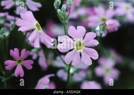 fairy primrose (Primula malacoides), blossoms Stock Photo