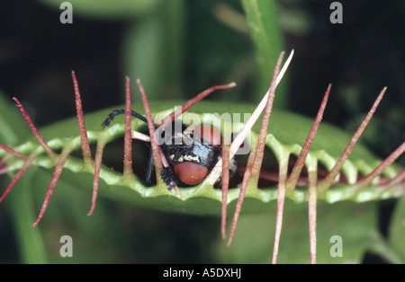 Venus flytrap (Dionaea muscipula), with captured fly. Stock Photo