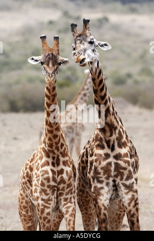 Masai giraffe (Giraffa camelopardalis tippelskirchi), two individuals, Kenya, Masai Mara National Reserve Stock Photo