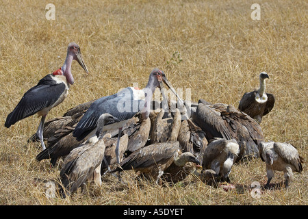 African white-backed vulture and Marabou Storch (Gyps africanus), at carcass, Kenya, Masai Mara National Reserve Stock Photo