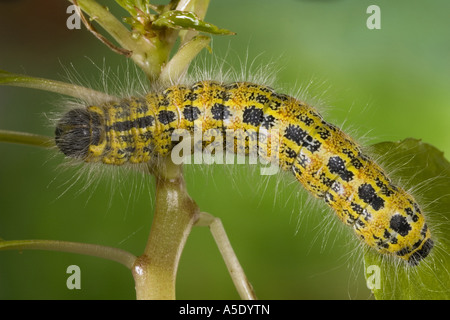 large white (Pieris brassicae), caterpillar Stock Photo