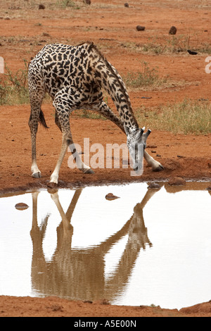 Masai giraffe (Giraffa camelopardalis tippelskirchi), at the water hole, Kenya, Tsavo West National Park, Kilaguni Lodge Stock Photo