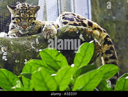 clouded leopard (Neofelis nebulosa), on the tree resting, Zoo Gehege Stock Photo