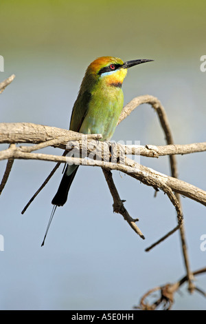 austalian bee eater (Merops ornatus), on branch, Australia, Northern Territory, Kakadu NP Stock Photo