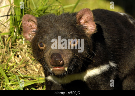 Tasmanian devil (Sarcophilus harrisii, Sarcophilus harrisii), portrait, Australia, Tasmania Stock Photo