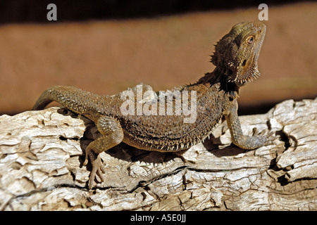 bearded dragon (Amphibolurus barbatus, Pogona barbatus), sun bathing, Australia, Northern Territory, Kakadu NP Stock Photo