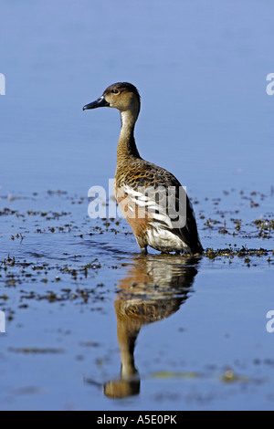 wandering whistling duck (Dendrocygna arcuata), standing in water, Australia, Northern Territory, Kakadu NP Stock Photo