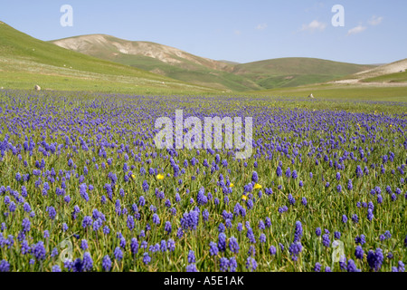 Armenian grape-hyacinth (Muscari armeniacum), meadow with blue flowers, Turkey, Van, Vansee Stock Photo