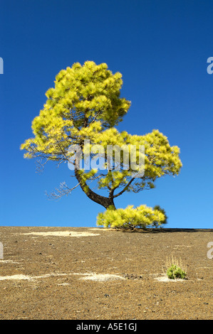 Canary pine (Pinus canariensis), single tree, Spain, Canary Islands, Teneriffa Stock Photo