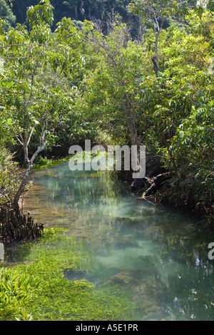 Mangrove roots exposed at Tha Pom Khlong Song Nam Mangrove swamps in Krabi Province Southern Thailand -- Asian Flora and Fauna Stock Photo