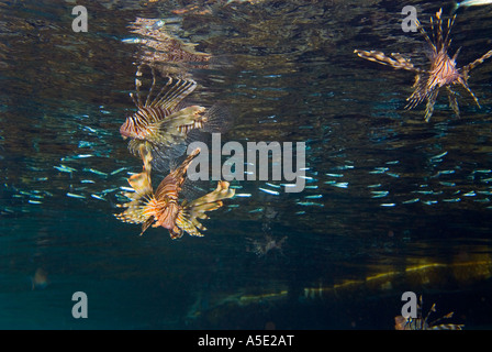 2 redfire fish firefish PTEROIS VOLITANS lionfish lion turkeyfish in Coral reef scenery HADABA Naama Bay Sharm El Sheikh EGYPT Stock Photo