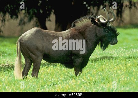 Black Wildebeest bull, Connochaetes gnou Stock Photo