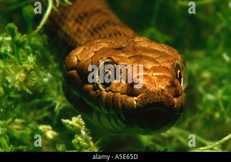 close up of a snake under water, natrix tessellata Stock Photo