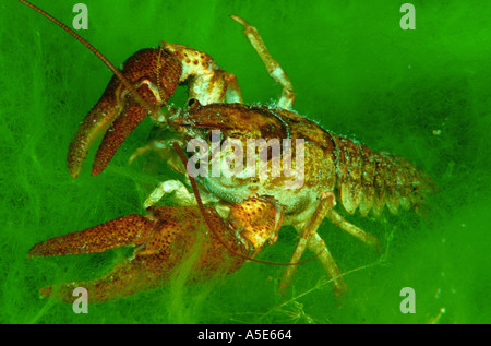Austropotamobius torrentium european freshwater crayfish, beautiful crayfish underwater Stock Photo