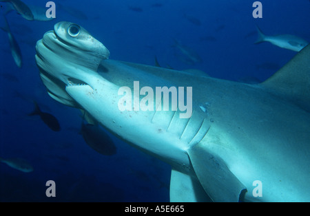Sphyrna lewini, Scalloped hammerhead shark  in blue water Stock Photo