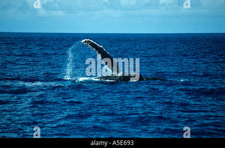 with his pectoral fin waving humpback whale, Megaptera novaeangliae Stock Photo