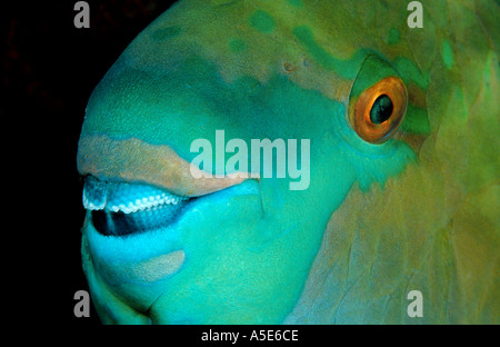 Rusty parrotfish, Scarus ferrugineus, Red Sea Stock Photo