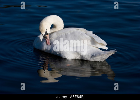 Swan preening Stock Photo