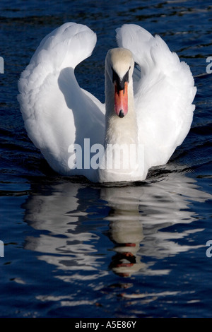 Mute Swan with Wings Raised in Angry Threat Posture Stock Photo