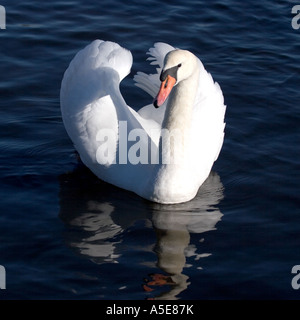 Mute Swan with Wings Raised Stock Photo