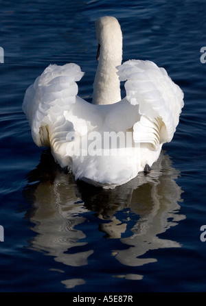 Mute Swan with Wings Raised Stock Photo