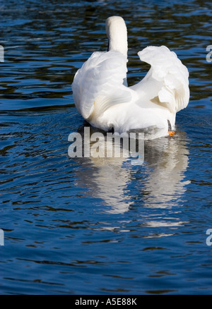 Mute Swan swimming away Stock Photo