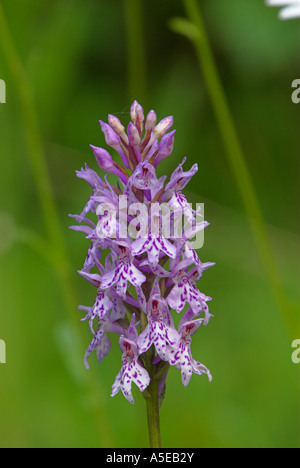 common spotted orchid, Dactylorhiza maculata, Geflecktes Knabenkraut Stock Photo