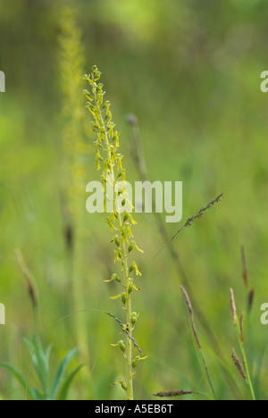 Orchid Common Twayblade, listera ovata, Großes Zweiblatt Stock Photo