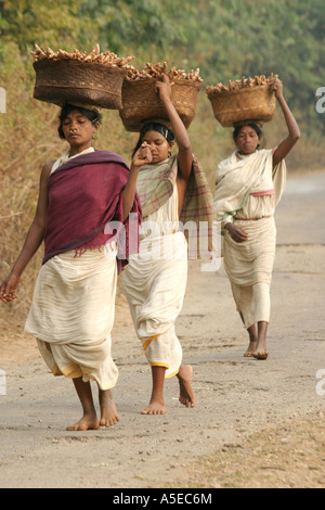 Dongria Kondh tribal women carrying heavy loads on their way to the weekly  barter market ,Orissa,India. Stock Photo