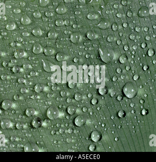 Water or rain droplets on a Canna lily leaf Stock Photo