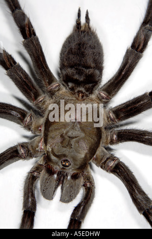 Tarantula (Eurypelma Spinicrus Stock Photo - Alamy