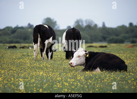 Three Holstein Friesian cows grazing in field of yellow buttercup flowers, Port Meadow common land, Oxford, England, UK Stock Photo
