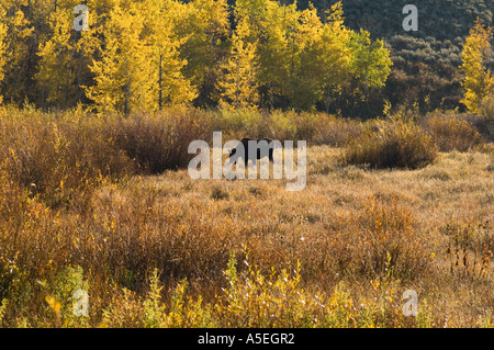 Moose (Alces alces) feeding in Grand Tetons National Park, Wyoming, USA Stock Photo