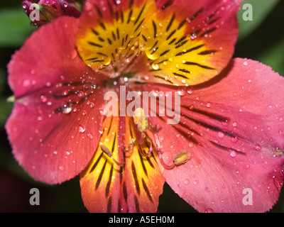 Orange red and yellow flower of Alstroemeria - Peruvian lily with dew drops
