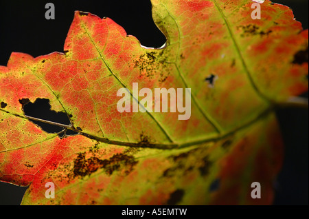 Leaf Stock Photo