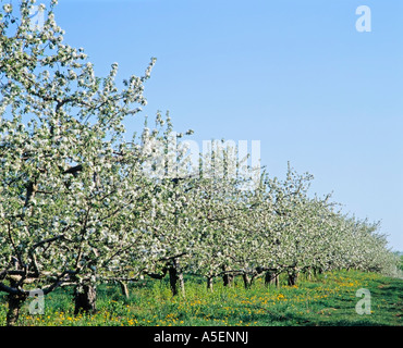 Spring Colors Apple Blossom Dutchess County New York State USA Stock Photo