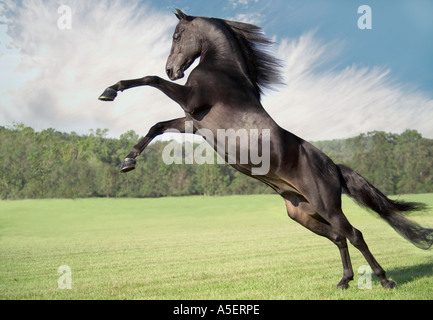 Rearing and leaping Morgan Horse stallion. Stock Photo