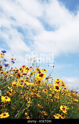 Mixed yellow and blue flowers in field against blue sky Stock Photo