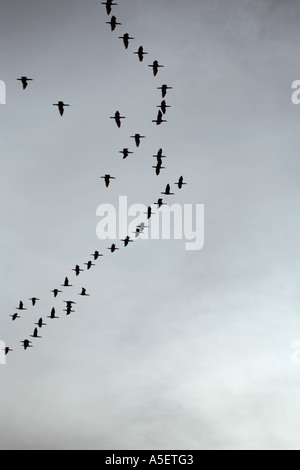 Flock of migrating birds Stock Photo