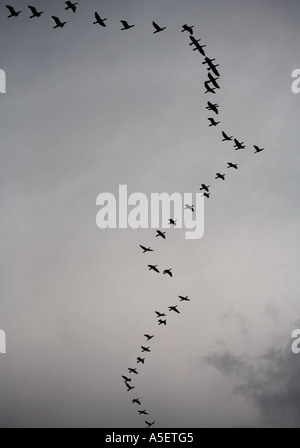 Flock of migrating birds Stock Photo