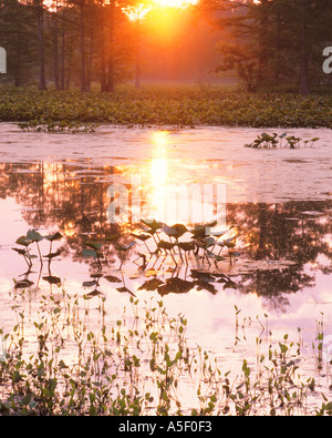 Sunrise over lotus pond Stock Photo