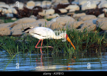 KENYA:  Yellowbilled Stork Mycteria ibis Preening Lake Baringo, Wild Bird Kenya Africa Stock Photo