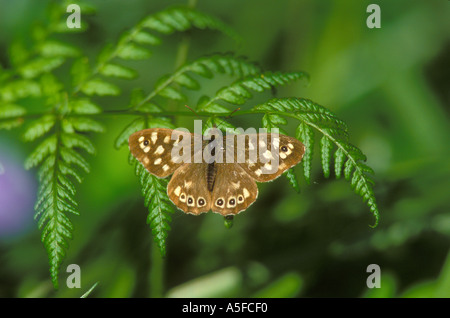 Speckled Wood Butterfly sunbathing on a bracken frond Stock Photo