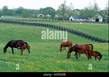 Horse graze in a pasture near Lexington Kentucky Stock Photo