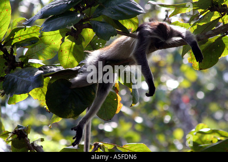 Zanzibar:  Red Colobus Monkey (colombus pennanti) in Jozani Forest National Reserve,  Zanzibar Tanzania, East Africa Stock Photo